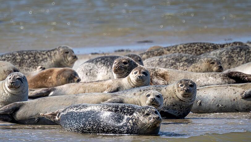 Seehunde brauchen etwa für die Aufzucht ihrer Jungtiere viel Ruhe und sollten nicht gestört werden. (Archivbild)