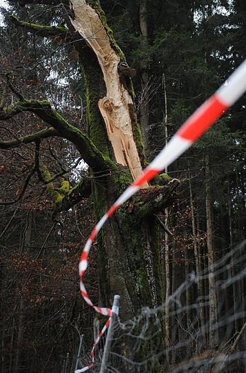 Bäume liegen am Donnerstag (05.01.2012) an der A8 bei Holzkirchen (Oberbayern) auf dem Grünstreifen. Orkan "Andrea" hat in den frühen Morgenstunden Bayern erreicht. Zahlreiche umgeknickte Bäume sind die Folge. Auf der A8 in Fahrtrichtung Salzburg musste aufgrund der umgestürzten Bäume eine Spur gesperrt werden.