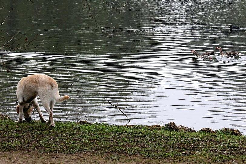 ... dabei brüten am See gerade Vögel.