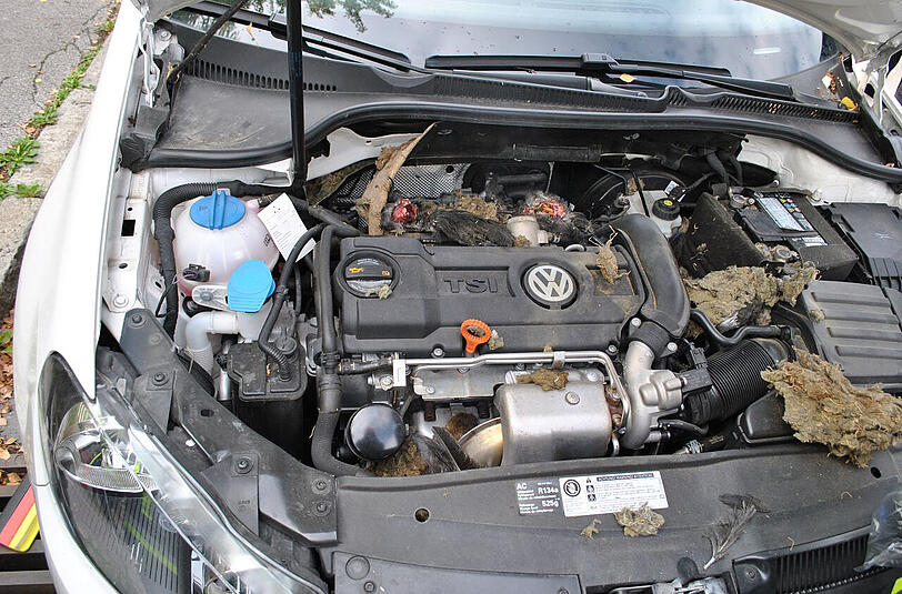 Kein schöner Anblick. Zwei tote Vögel hätten in Germering fast zu einem Autobrand geführt.