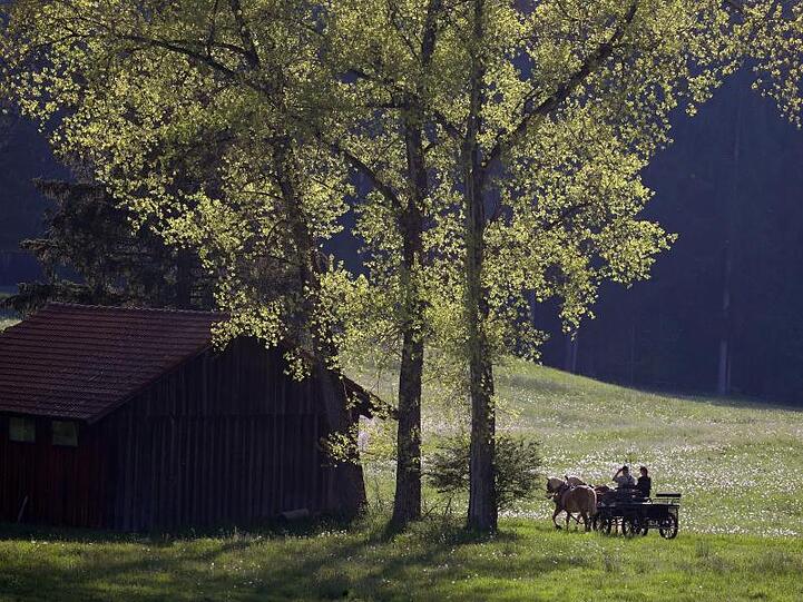 Pferde ziehen eine Kutsche durch die frühsommerliche Landschaft im bayrischen Bertoldshofen.