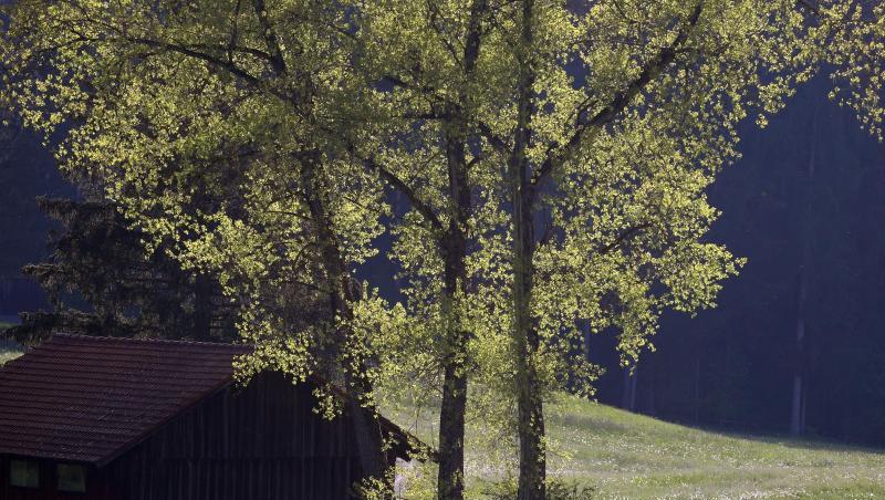 Pferde ziehen eine Kutsche durch die frühsommerliche Landschaft im bayrischen Bertoldshofen. Pferde ziehen eine Kutsche durch die frühsommerliche Landschaft im bayrischen Bertoldshofen.