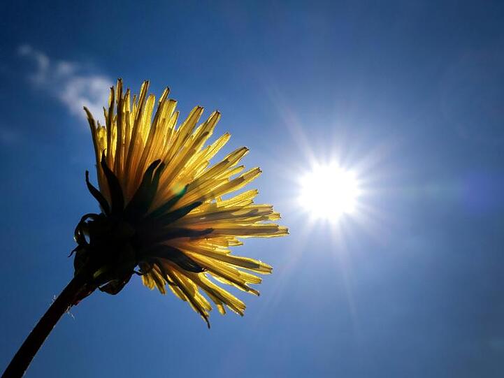 Ein blühender Löwenzahn steht vor der strahlenden Sonne an einem Feldrand. Foto: Martin Gerten/dpa