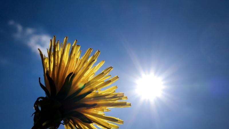 Ein blühender Löwenzahn steht vor der strahlenden Sonne an einem Feldrand. Foto: Martin Gerten/dpa Ein blühender Löwenzahn steht vor der strahlenden Sonne an einem Feldrand. Foto: Martin Gerten/dpa