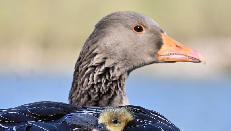 In Oberbayern ist die Vogelgrippe bei fünf verendeten Graugänsen nachgewiesen worden. (Symbolbild) In Oberbayern ist die Vogelgrippe bei fünf verendeten Graugänsen nachgewiesen worden. (Symbolbild)