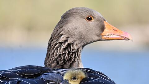 In Oberbayern ist die Vogelgrippe bei fünf verendeten Graugänsen nachgewiesen worden. (Symbolbild)
