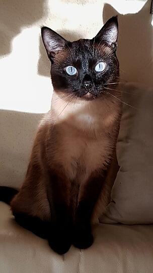Armani Aramis
