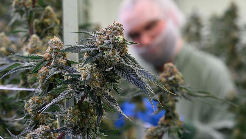 Seit 2017 kann medizinisches Cannabis in Deutschland legal verschrieben werden. (Symbolbild)