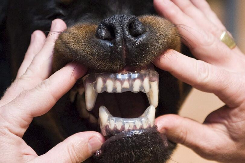 Die Zwischenfälle mit Kampfhunden mehren sich. Diese mal war es kein Rottweiler wie auf dem Foto sondern ein Bullmastiff, der einen Inlineskater verletzte.