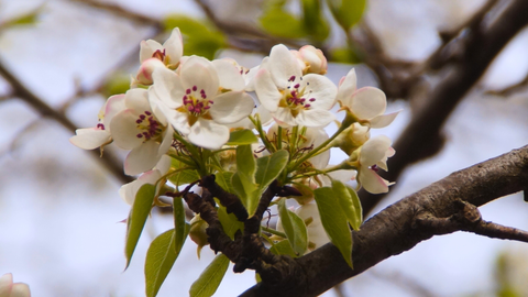 In zarten Farben bl&uuml;ht die seltene Wild-Birne und bietet Insekten so schon fr&uuml;h im Jahr wichtige Nahrung.