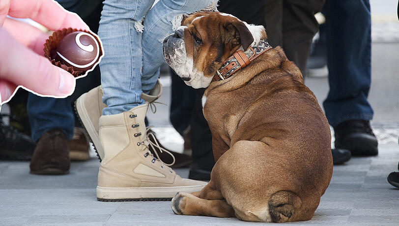 Schokolade kann für Hunde sogar den Tod bedeuten.