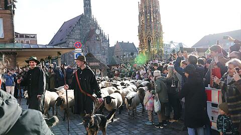 Eine Herde mit 600 Schafen ist in Nürnberg mitten durch die Stadt zu ihren Winterweiden gezogen.