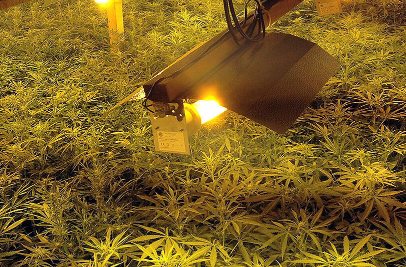 In einer riesigen Kellerplantage in NRW wurden 1100 Cannabispflanzen entdeckt. (Symbolbild)