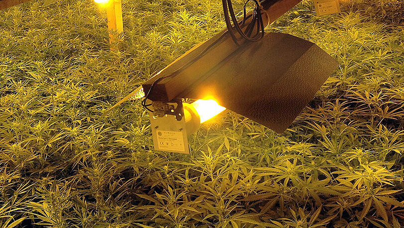 In einer riesigen Kellerplantage in NRW wurden 1100 Cannabispflanzen entdeckt. (Symbolbild) In einer riesigen Kellerplantage in NRW wurden 1100 Cannabispflanzen entdeckt. (Symbolbild)
