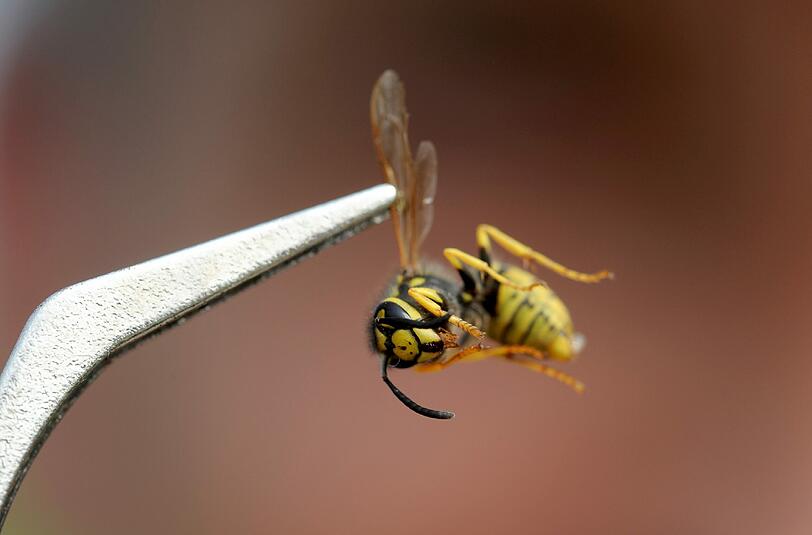 Eine Wespe wird mit einer Pinzette gehalten. Foto: Ingo Wagner/Illustration