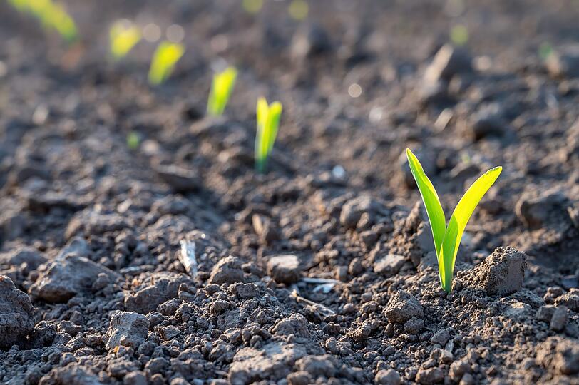 Brunnenkresse braucht täglich Wasser, um optimal zu wachsen. Wer sie im Topf anbaut, sollte diesen in einen größeren Übertopf mit Wasser stellen und das Wasser alle 48 Stunden wechseln. Bei einer Saattiefe von etwa einem halben Zentimeter und 20 Grad keimen die Samen nach sieben bis zehn Tagen. Brunnenkresse braucht täglich Wasser, um optimal zu wachsen. Wer sie im Topf anbaut, sollte diesen in einen größeren Übertopf mit Wasser stellen und das Wasser alle 48 Stunden wechseln. Bei einer Saattiefe von etwa einem halben Zentimeter und 20 Grad keimen die Samen nach sieben bis zehn Tagen.