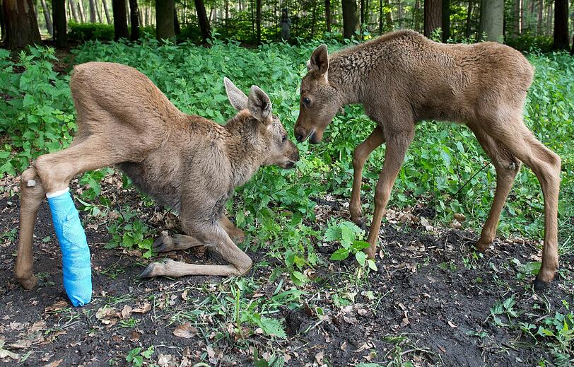 Unter Vollnarkose wurde Herberts Bein in der vergangenen Woche eingegipst. Nun musste der kleine Elch auch noch operiert werden. (Archivbilder)