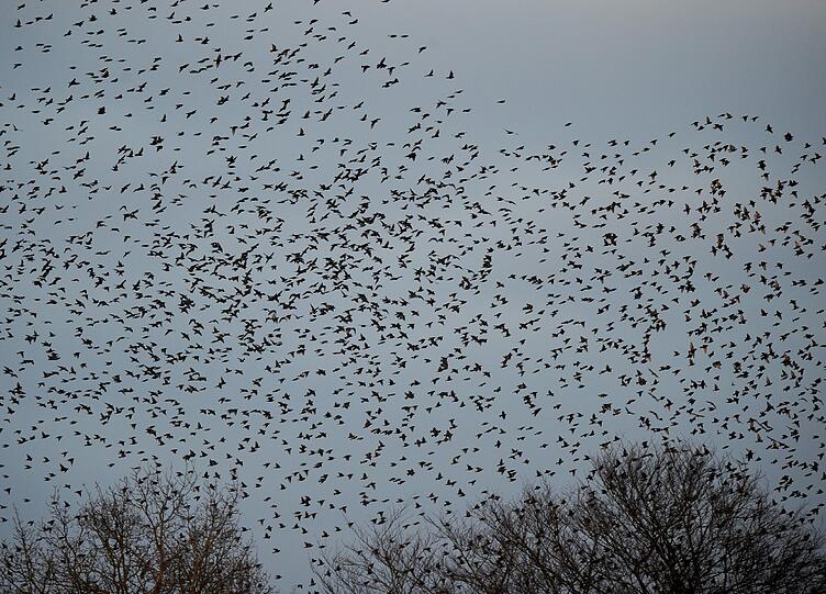 Vögel kommen in ihrem Lebensraum inzwischen häufiger mit Menschen in Berührung, als noch vor 20 oder 30 Jahren