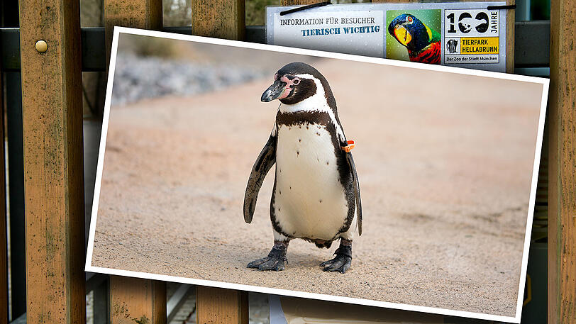 Auch im Tierpark Hellabrunn leben Humdoldtpinguine. (Archivbild)