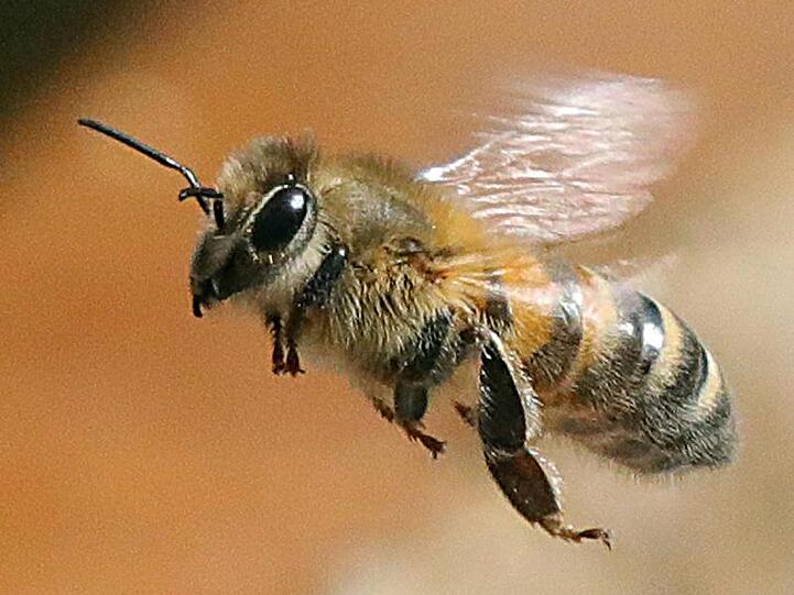 Eine Honigbiene fliegt eine Blüte an. Foto: Wolfgang Kumm/dpa/Archivbild