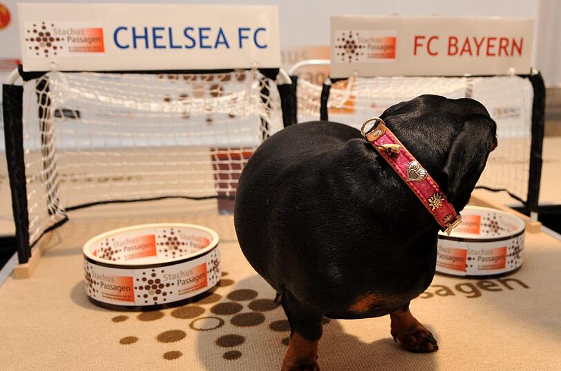 ... und konnte sich nicht zwischen den beiden Fressnäpfen entscheiden - FC Bayern oder Chelsea.