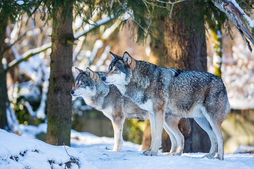 Wintereinbruch in Hellabrunn: Europäische Wölfe im Schnee.