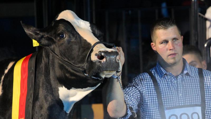 Sie war die Schönste: Landwirt Henrik Wille mit seiner hochdekorierten schwarz-weißen Holstein-Kuh "Lady Gaga". Sie war die Schönste: Landwirt Henrik Wille mit seiner hochdekorierten schwarz-weißen Holstein-Kuh "Lady Gaga".