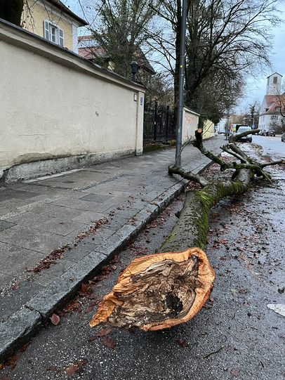 Einen besonders dicken Ast hat eine Buche in der Scheinerstraße in Bogenhausen eingebüßt. Einen besonders dicken Ast hat eine Buche in der Scheinerstraße in Bogenhausen eingebüßt.