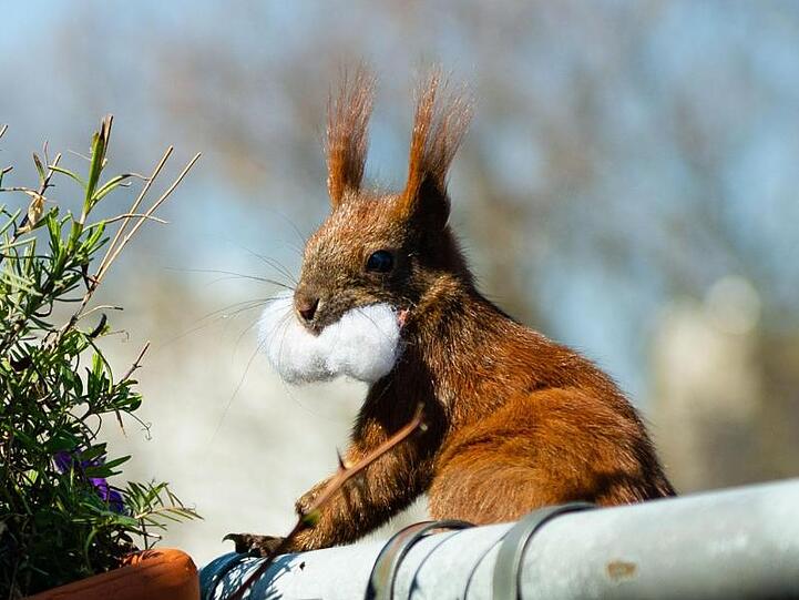 Eichhörnchen Fridolin testet den geschmacklichen Wert von ... Watte.