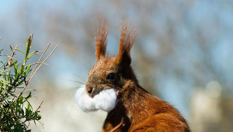 Eichhörnchen Fridolin testet den geschmacklichen Wert von ... Watte. Eichhörnchen Fridolin testet den geschmacklichen Wert von ... Watte.