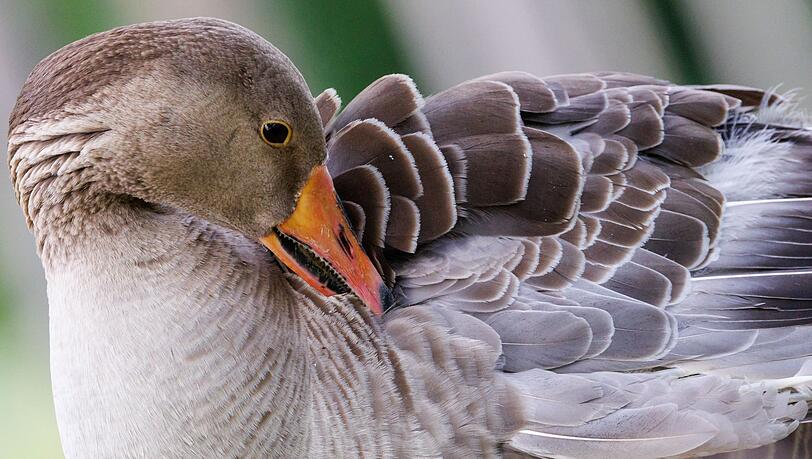 In Regensburg ist unter anderem bei einer Graugans die Vogelgrippe festgestellt worden. (Symbolbild)