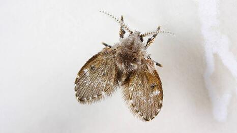 Abortfliegen sind zwar nicht direkt gef&auml;hrlich, k&ouml;nnen aber Keime verbreiten.