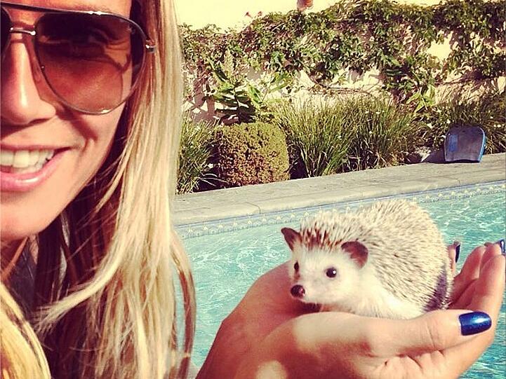 Sonne, Pool und Igel: Heidi Klums neuem Freund "Hedgie" scheint es zu gefallen