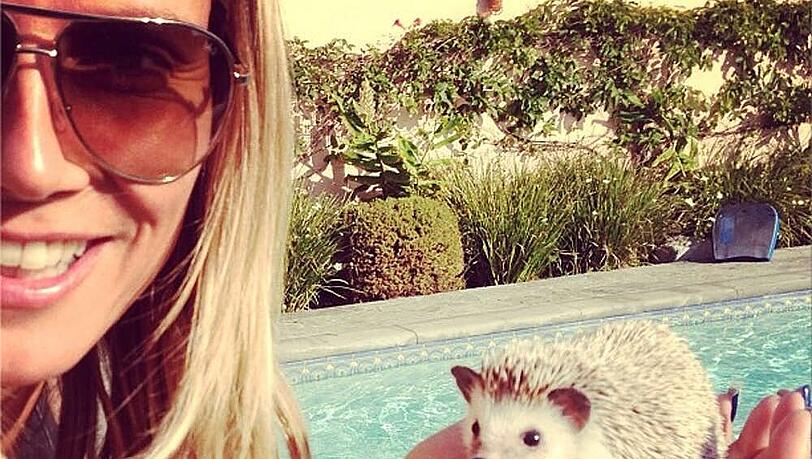 Sonne, Pool und Igel: Heidi Klums neuem Freund "Hedgie" scheint es zu gefallen Sonne, Pool und Igel: Heidi Klums neuem Freund "Hedgie" scheint es zu gefallen