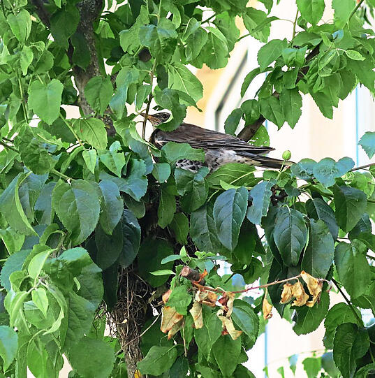 Als Green City am Platz Bäume aufstellte, zog gleich eine Vogelfamilie ein.