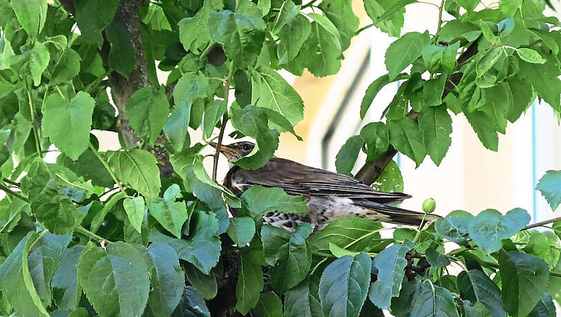 Als Green City am Platz Bäume aufstellte, zog gleich eine Vogelfamilie ein. Als Green City am Platz Bäume aufstellte, zog gleich eine Vogelfamilie ein.