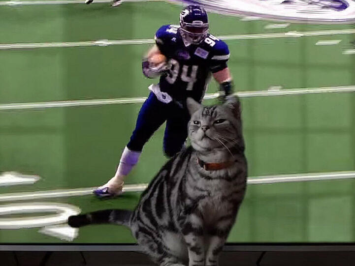 BuzzFeed wirbt mit einem Kater für den Super Bowl