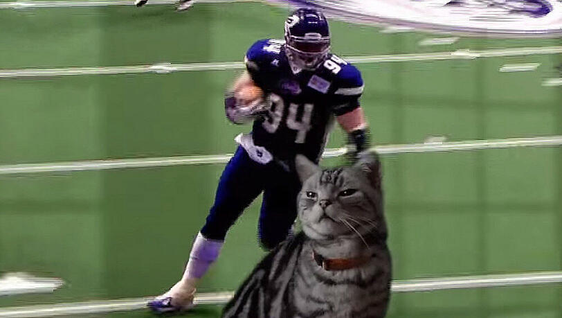 BuzzFeed wirbt mit einem Kater für den Super Bowl BuzzFeed wirbt mit einem Kater für den Super Bowl