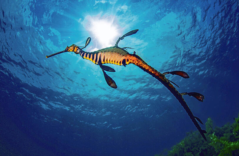 Ein Tiefsee-Drache? Nein, ein Fetzenfisch, der seinen Namen den bizarr geformten Flossen zu verdanken hat.