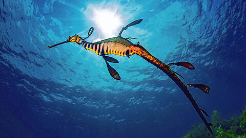 Ein Tiefsee-Drache? Nein, ein Fetzenfisch, der seinen Namen den bizarr geformten Flossen zu verdanken hat.