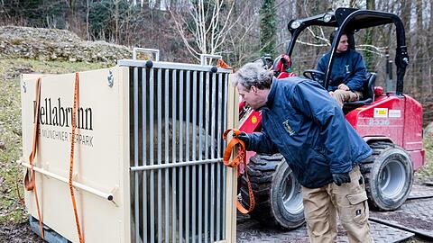 Die beiden Eisbären Nela und Nobby haben ihre Reise in andere europäische Zoos angetreten.