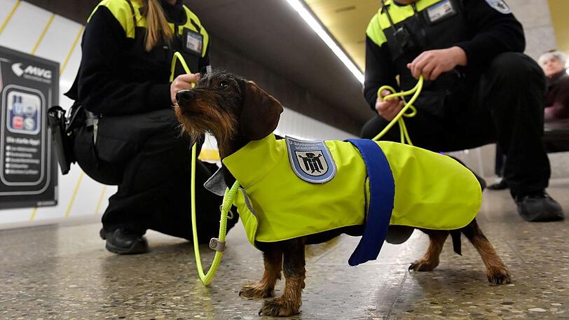 Die Münchner U-Bahnwache bekommt tierische Unterstützung - zumindest für den 1. April.