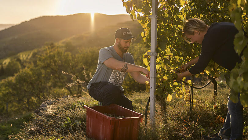 In der Wachau können Gäste den Winzern bei der stimmungsvollen Weinlese helfen. In der Wachau können Gäste den Winzern bei der stimmungsvollen Weinlese helfen.