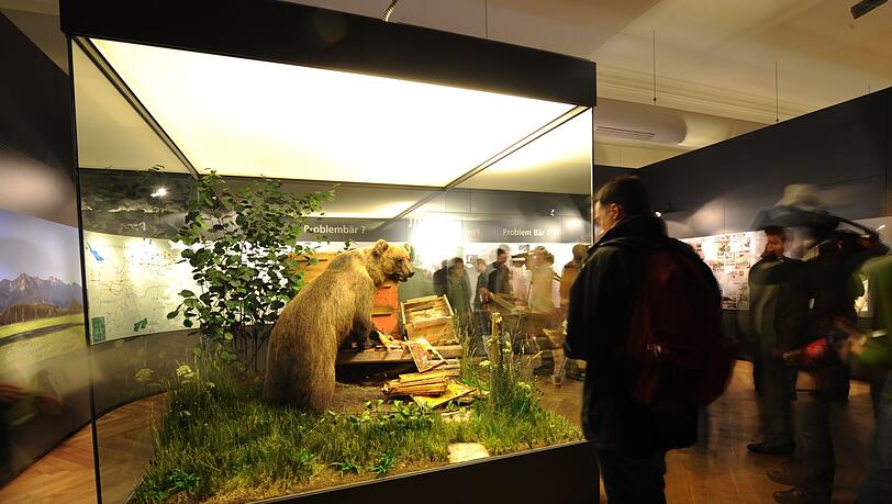 Der ausgestopfte Braunbär "Bruno" steht in München im Museum.