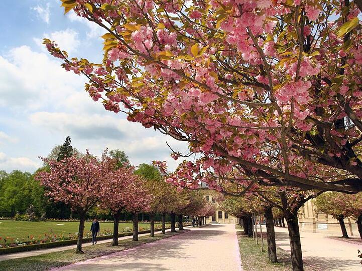 In voller Blüte stehen die japanischen Zierkirschen im Hofgarten der Residenz. Foto: Karl-Josef Hildenbrand/Archiv