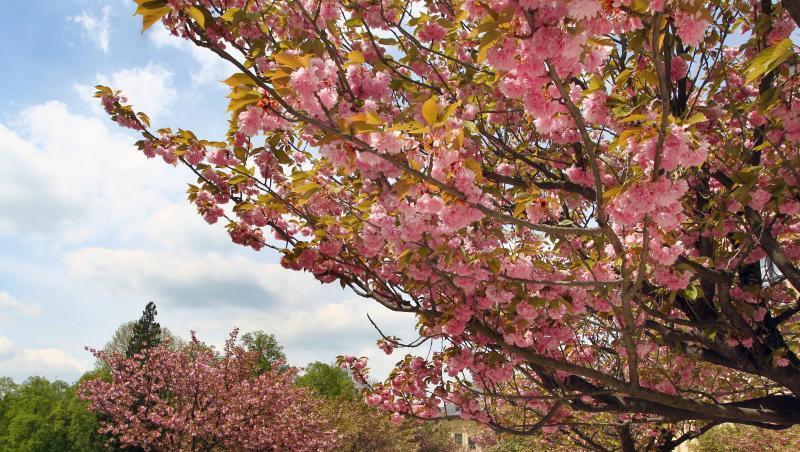 In voller Blüte stehen die japanischen Zierkirschen im Hofgarten der Residenz. Foto: Karl-Josef Hildenbrand/Archiv In voller Blüte stehen die japanischen Zierkirschen im Hofgarten der Residenz. Foto: Karl-Josef Hildenbrand/Archiv