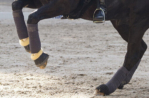 Bei einem Reitunfall ist ein 15 Jahre altes Mädchen im unterfränkischen Wiesentheid schwer verletzt worden. Das Tier war gestürzt und hatte sich überschlagen.