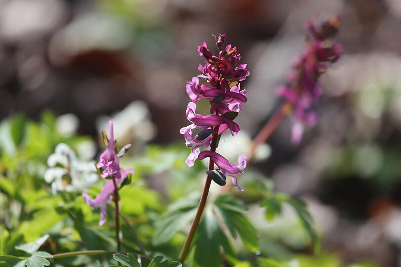 Orchideenartig kommt der Hohle Lerchensporn daher.