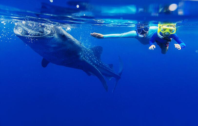 Ein wirklich unvergessliches Erlebnis: Schnorcheln mit Walhaien. Wenn Sie Urlaub in Mexiko, auf den Malediven oder auf den Philippinen machen, dann sollten Sie sich diese besondere Begegnung unter Wasser nicht entgehen lassen. Die bis zu zwölf Meter langen Riesen sind völlig harmlos und sogar Kinder können bedenkenlos mit Walhaien schnorcheln. Ein wirklich unvergessliches Erlebnis: Schnorcheln mit Walhaien. Wenn Sie Urlaub in Mexiko, auf den Malediven oder auf den Philippinen machen, dann sollten Sie sich diese besondere Begegnung unter Wasser nicht entgehen lassen. Die bis zu zwölf Meter langen Riesen sind völlig harmlos und sogar Kinder können bedenkenlos mit Walhaien schnorcheln.