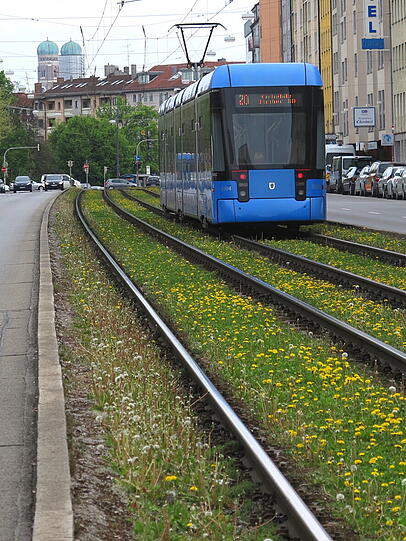 Die Gleise der Trambahn sind in der Dachauerstraße rund um Stiglmaierplatz mit Löwenzahn bewachsen.